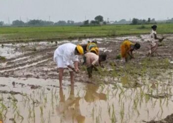 खेत में उतर कर धान रोपनी करने लगे तेज प्रताप यादव.. शाहपुर विधानसभा सीट से प्रत्याशी का भी कर दिया ऐलान