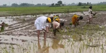 खेत में उतर कर धान रोपनी करने लगे तेज प्रताप यादव.. शाहपुर विधानसभा सीट से प्रत्याशी का भी कर दिया ऐलान