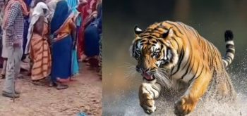 बगहा में बाघ का हमला, युवक गंभीर रूप से घायल, बेतिया रेफर