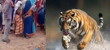 बगहा में बाघ का हमला, युवक गंभीर रूप से घायल, बेतिया रेफर