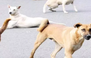 आवारा कुत्तों के मामले में बिहार के मुख्य सचिव को पेशी से राहत नहीं, सुप्रीम कोर्ट ने चुनाव की दलील खारिज की