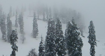 भारी बारिश और बाढ़ से उत्तर बंगाल के चाय बगान में फसलें बर्बाद