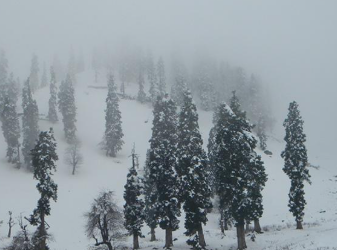 भारी बारिश और बाढ़ से उत्तर बंगाल के चाय बगान में फसलें बर्बाद